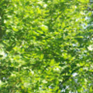 Meet your Posher, Piper